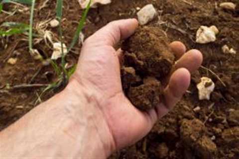 The Importance of Nutrient Content and Fertility in Soil