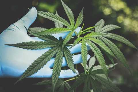 Congress Keeps D.C. Marijuana Sales Ban In Place But Continues Protections For Medical Cannabis..