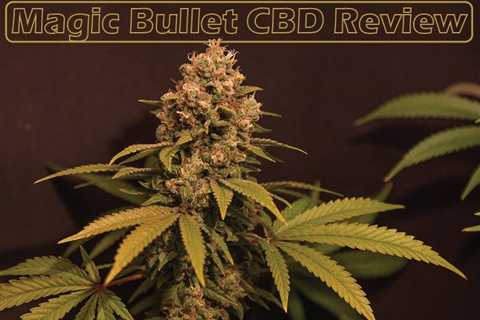 Review Magic Bullet Strain - CBDhealinghand.com