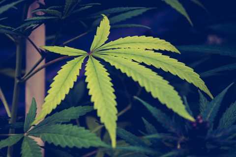 U.S. Senate Unanimously Approves Marijuana Reform Bill On Same Day That House Schedules..