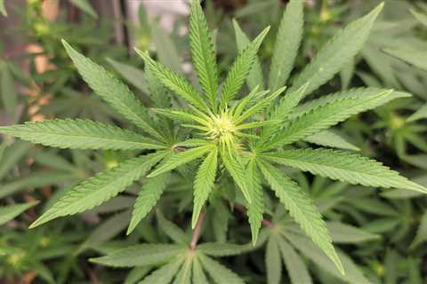 Maryland Senators Discuss Putting Marijuana Legalization On Ballot, Delaying Regulations Until Next ..