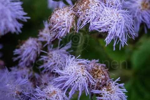 Aesthetic Closeup Flowers X