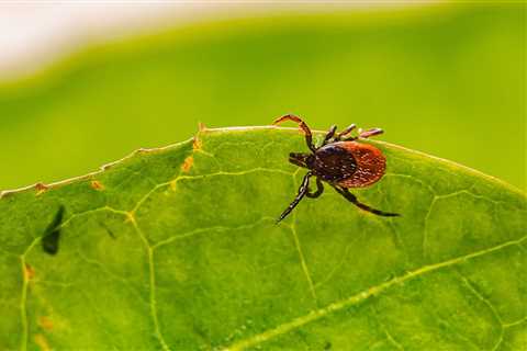 How to Know a Tick Carries Disease in KY