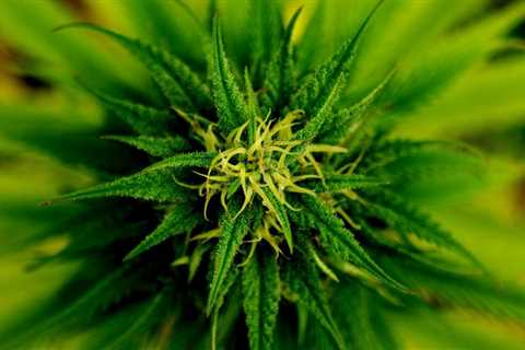 State Department Says Marijuana Reform Helps Address Religious Discrimination In Other Countries,..