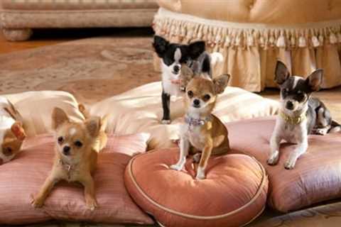 Where to Watch and Stream Beverly Hills Chihuahua 2 Free Online