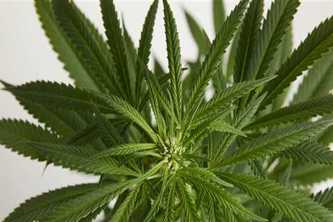 Can a male cannabis plant pollinate a female in veg?