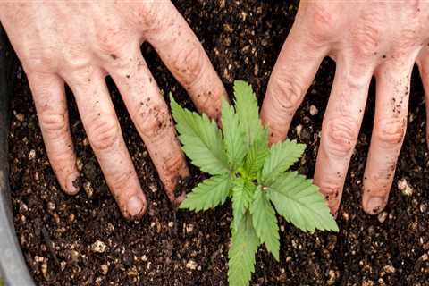 Why grow cannabis?