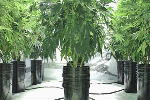 Can you grow hemp in a container?