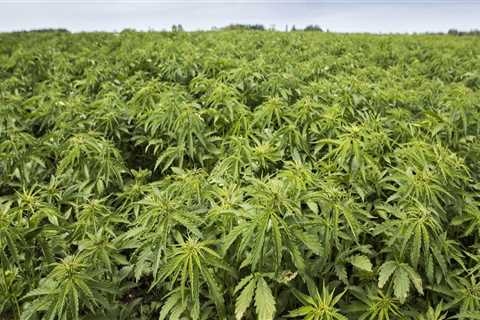 Where hemp is grown?