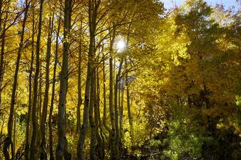 8 California hikes that take you through glorious fall foliage