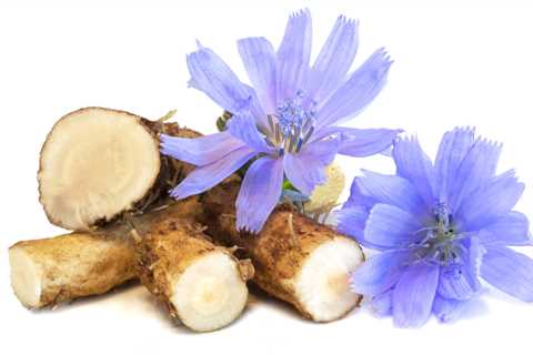 Chicory Root Could Kick-Start Weight Loss, Studies Show