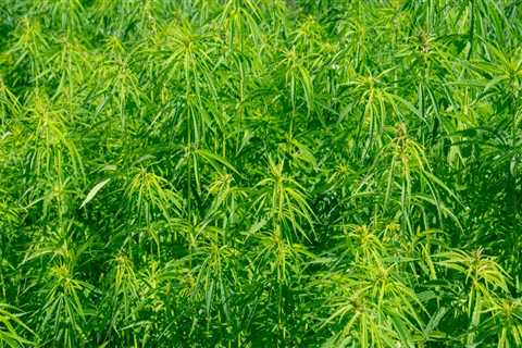 Is there a future in hemp?