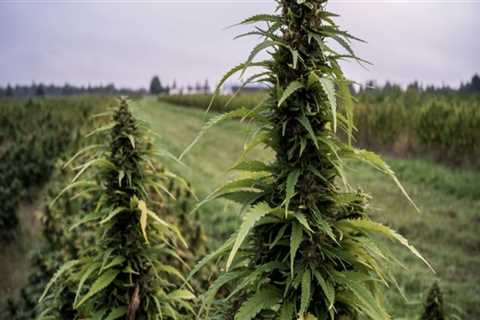How much does it cost to grow one acre of hemp?