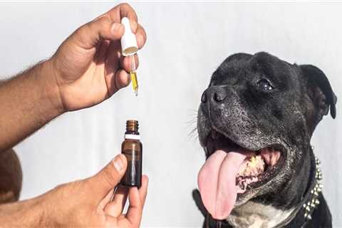 How long does it take for cbd to help dog anxiety?