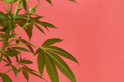 Is hemp leaf a drug?