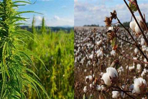Why dont we use hemp instead of cotton?