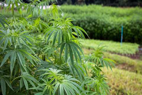 Why is growing hemp illegal in the us?