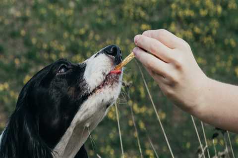 How long does cbd take to calm a dog?