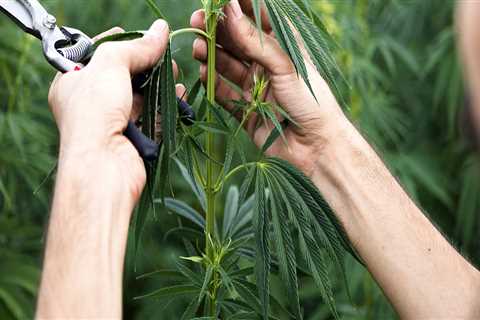 How long does it take to grow hemp?