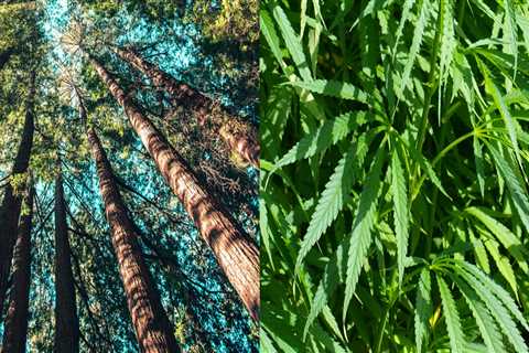 Why hemp is better than trees?