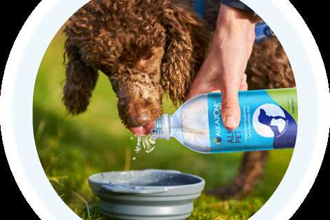 Can Dogs Drink Alkaline Water Too?