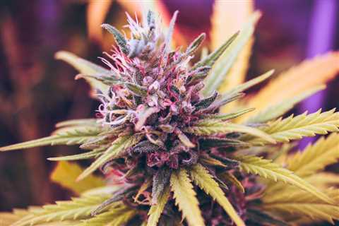 How to Germinate Marijuana Seeds: A Step-by-Step Guide