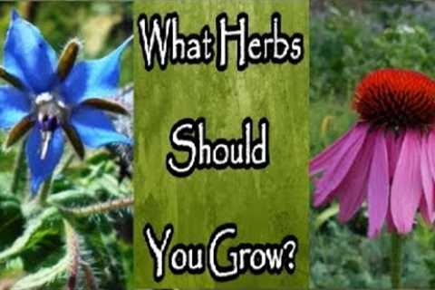 What Herbs Should You Grow for Your Medicinal Herb Garden