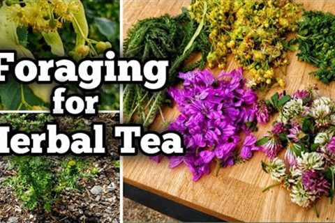 Foraging for Herbal Tea, Part 1