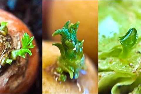 14 Store Bought Vegetables & Herbs You Can Regrow