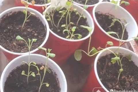 #PlanterHGC2023  Growing Herbs From Seeds Update