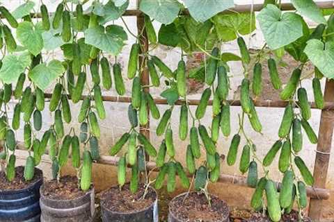 Grow cucumbers vertically with organic fertilizer from eggshells | High yield, lots of fruit