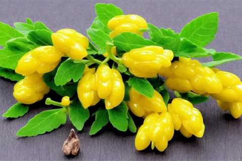 Discover the Potent Science of Berberine for Lowering Blood Pressure