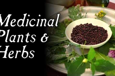 These Plants Could Have Saved You! - Historical Herbal Medicine