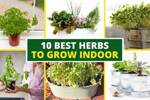 10 Best Herbs to Grow Indoor 🌿