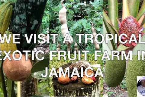 TROPICAL EXOTIC FRUIT FARM IN JAMAICA | SUN VALLEY PLANTATION | JAMAICA VLOG