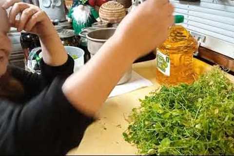 Harvesting and Making A Chickweed Oil