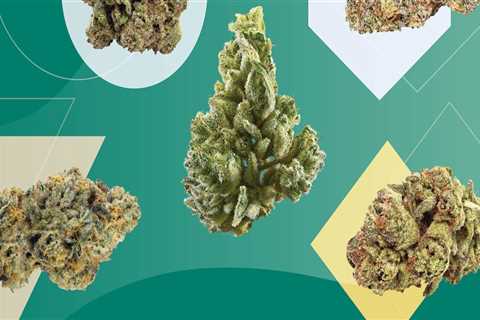 Which is the best hybrid strain?