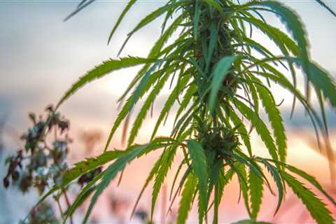 Growing Hemp: What You Need to Know