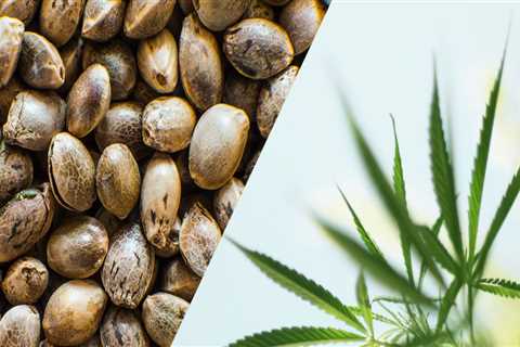 What is the Difference Between Hemp and Cannabis?