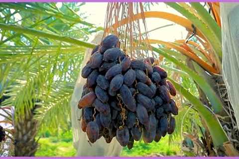 Modern Dates Palm Organic Farming | Dates Palm Harvest Technology |  Dates Farm And Processing