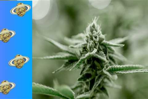 Is hybrid more indica or sativa?
