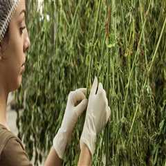 Hemp Drying and Herb Drying Rack