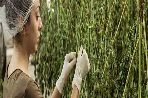 Hemp Drying and Herb Drying Rack