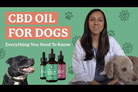 CBD Oil for Dogs: Everything You Need to Know