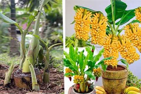 I will use Technique from banana root go banana fruit, How to grow banana tree