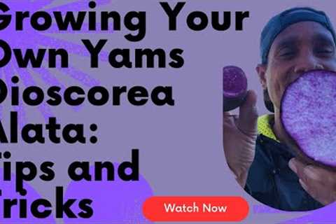 Growing Your Own Yams Dioscorea Alata: Tips and Tricks