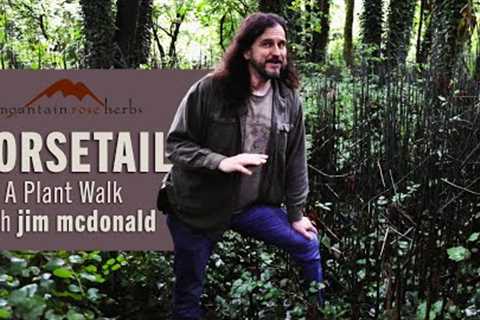 Horsetail | A plant walk with jim mcdonald