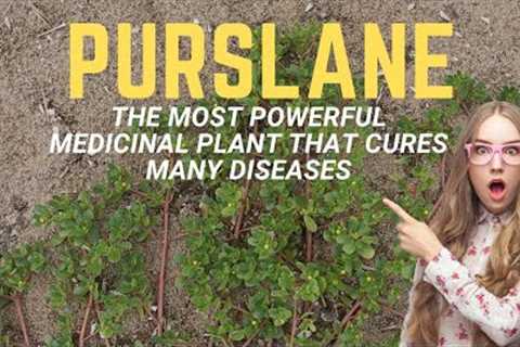 Purslane | The Most Powerful Medicinal Plant That Cures Many Diseases | Blissed Zone