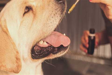 What strength cbd oil for dogs is best?