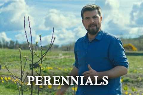 Filling Our Permaculture Project With Perennials for Multiple Uses | Huw''s Garden Diaries